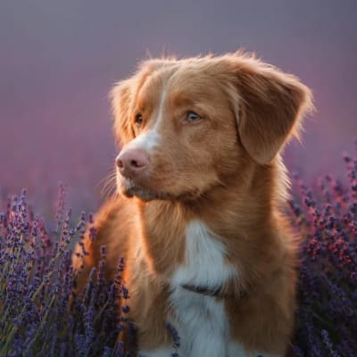 Nova Scotia Retriever, photo 2 of 2
