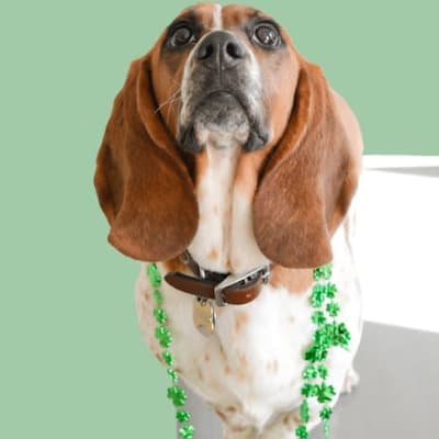 Artesian-Norman Basset, photo 2 of 4
