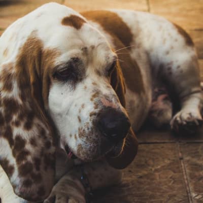 Artesian-Norman Basset, photo 3 of 4