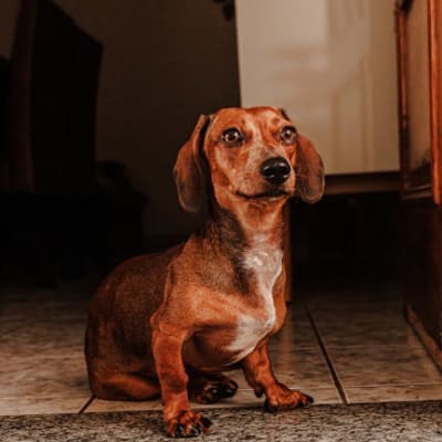 Artesian-Norman Basset, photo 4 of 4