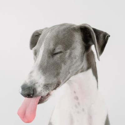Banjarian greyhound, photo 4 of 4