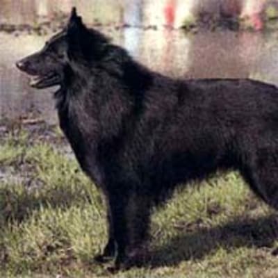 Groenendael (Belgian Shepherd Dog), photo 4 of 9