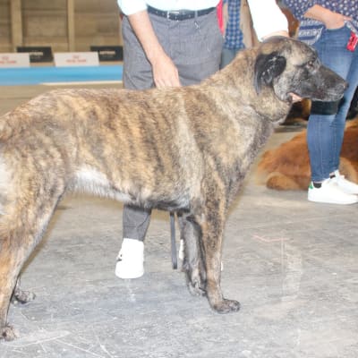 Estrela Mountain Dog, photo 3 of 4