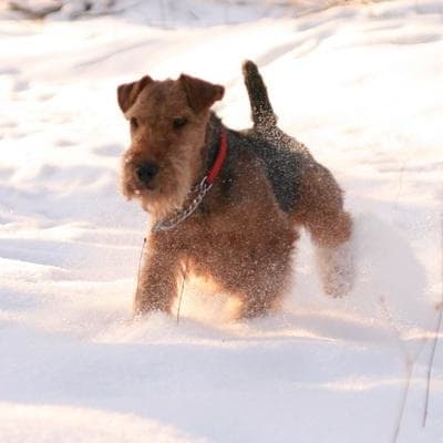 Welsh Terrier, photo 4 of 6