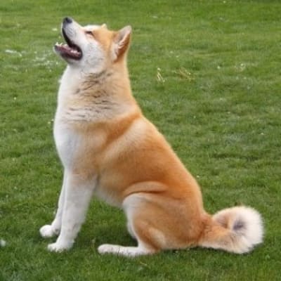 Akita Inu, photo 3 of 19