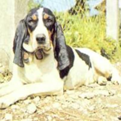Bruno de jura, photo 4 of 5