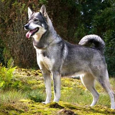 Norwegian Elkhound, photo 2 of 5