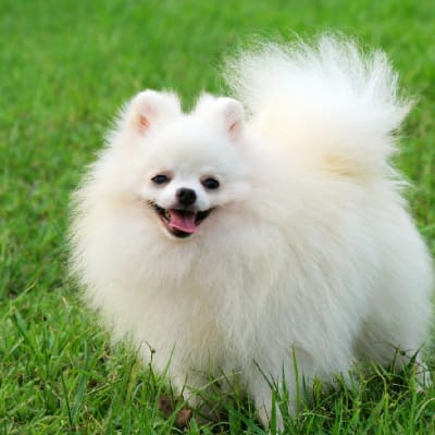Pomeranian Spitz, photo 2 of 4
