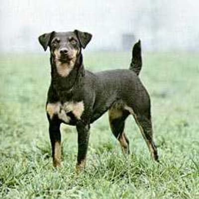 German hunting terrier, photo 5 of 5