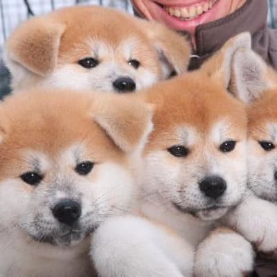 Akita Inu, photo 2 of 19