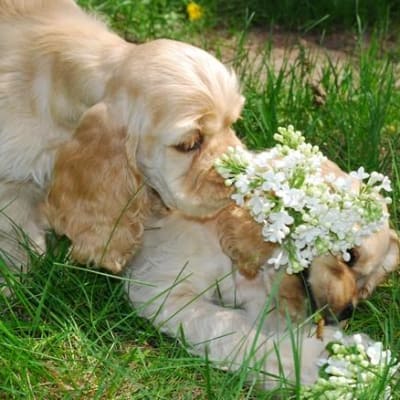 American cocker spaniel, photo 3 of 10