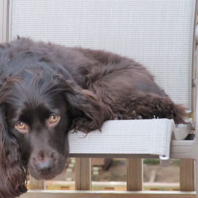 Boykin Spaniel, photo 4 of 4