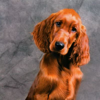 Irish setter, photo 2 of 8