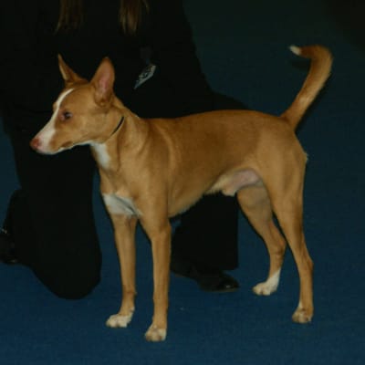 Portuguese Podengo, photo 3 of 4