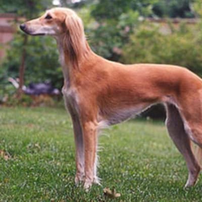 Saluki, photo 3 of 5