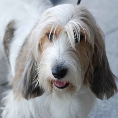 Vendee basset griffon,, photo 2 of 6