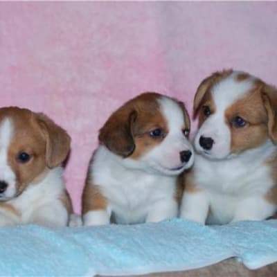 Welsh Corgi Cardigan, photo 4 of 10