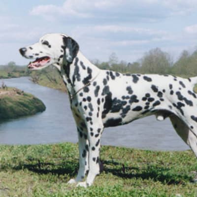 Dalmatian, photo 4 of 18