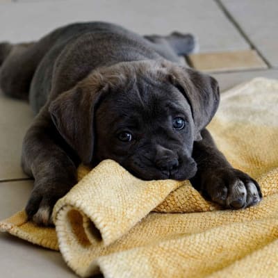 Cane Corso, photo 4 of 5