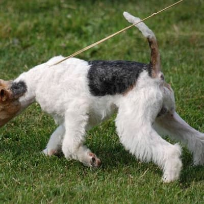 Fox Terrier - Wire, photo 2 of 5