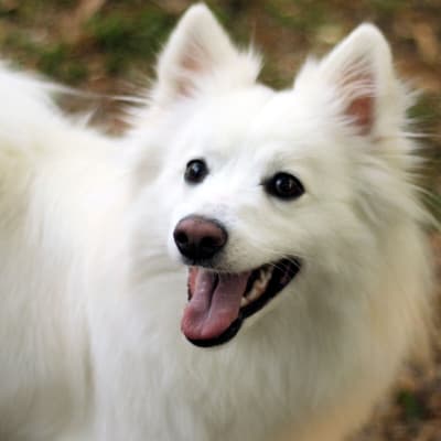 American Eskimo Dog, photo 2 of 4