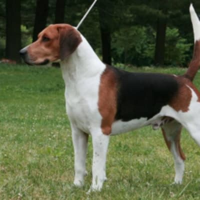 Artois Hound, photo 3 of 5