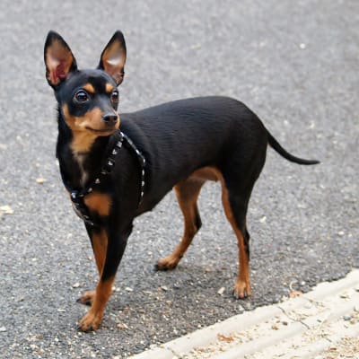 Prague Ratter, photo 2 of 3