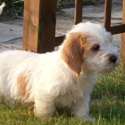 Vendee basset griffon,, photo 3 of 6