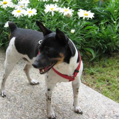 Rat Terrier, photo 3 of 4