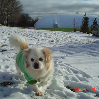 Tibetan Spaniel, photo 2 of 4