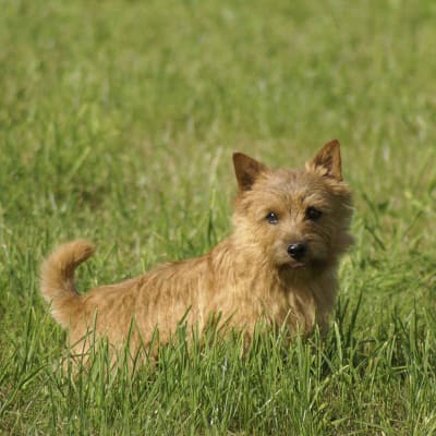 Norwich Terrier (Norwich Terrier), photo 2 of 4