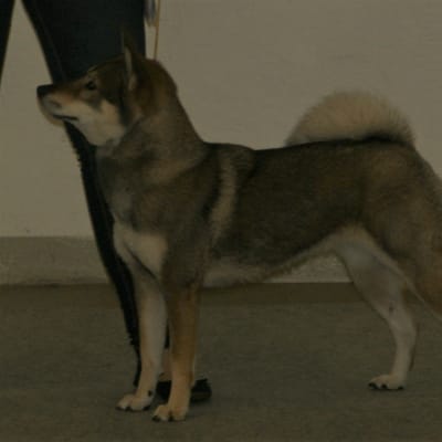 Shikoku, photo 4 of 4
