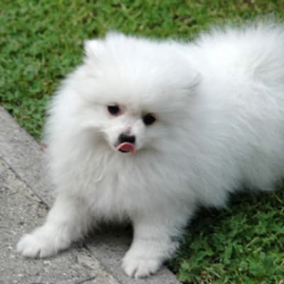 Spitz volpino italiano, photo 3 of 7