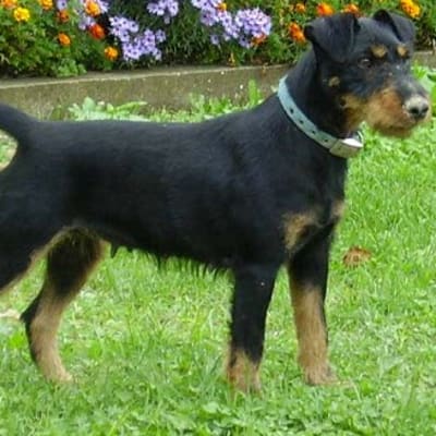 German hunting terrier, photo 4 of 5