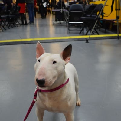 Miniature Bull Terrier, photo 3 of 4