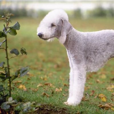 Bedlington terrier, photo 4 of 13