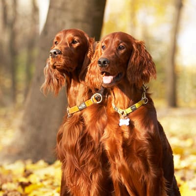 Irish setter, photo 4 of 8