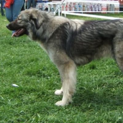 Romanian Carpathian Shepherd Dog, photo 2 of 5