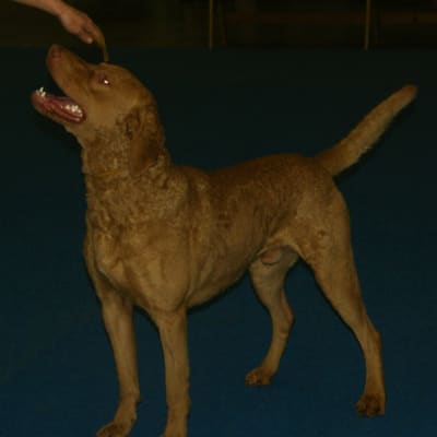 Chesapeake Bay Retriever, photo 4 of 4