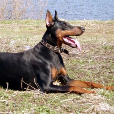 Doberman, photo 2 of 12