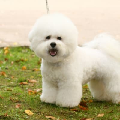 Bichon Frize, photo 2 of 17