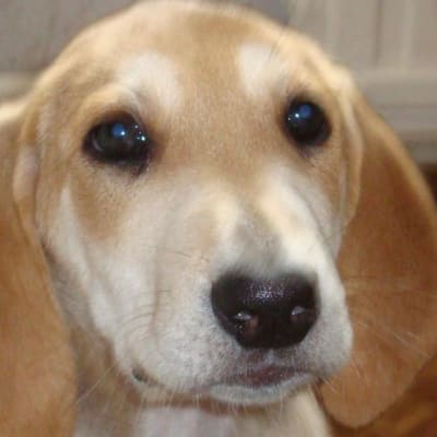 Russian hound, photo 3 of 5