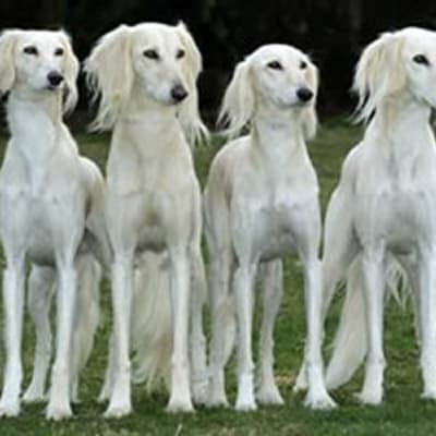 Saluki, photo 2 of 5
