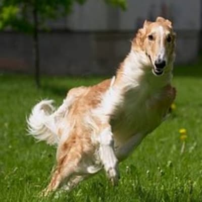 Bakhmul (native Afghan hound), photo 4 of 5