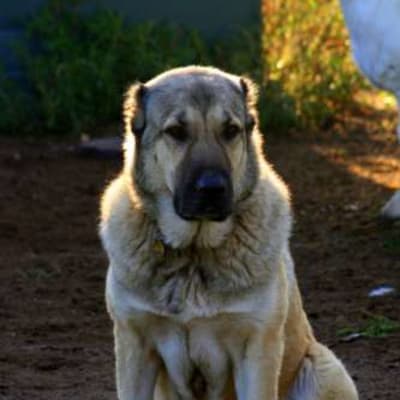 Gamper, photo 4 of 5