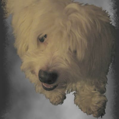 Coton de Tulear, photo 4 of 4