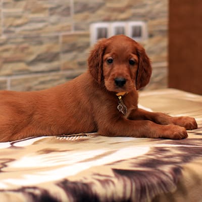 Irish setter, photo 3 of 8
