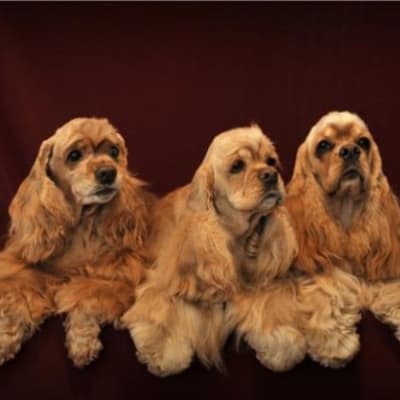American cocker spaniel, photo 4 of 10