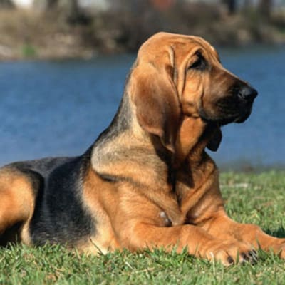 Bloodhound, photo 3 of 6