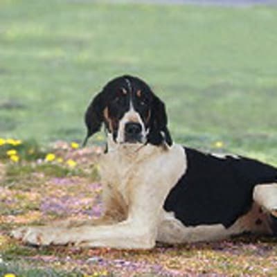 English foxhound, photo 4 of 8